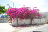 Bloemen op Kreta
